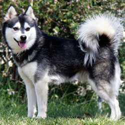 Alaskan Klee Kai