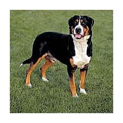 Appenzell Mountain Dog