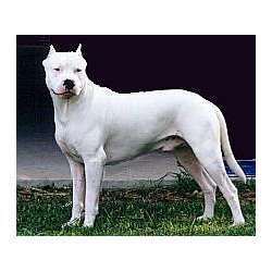 Argentine Dogo