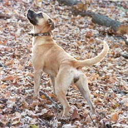 Black Mouth Cur Puppies & Breed Information Black Mouth Cur Puppies & Breed Information