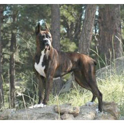 Boxer Breeds