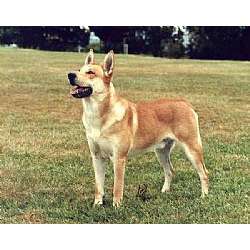 Carolina Dog