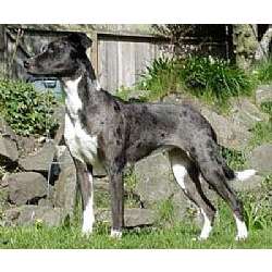 Catahoula Leopard Dog