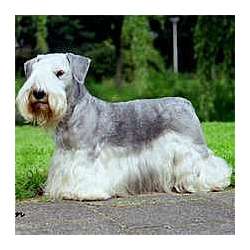 Cesky Terrier
