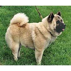 Chinese Foo Dog Puppies For Sale Chinese Foo Dog Puppies For Sale