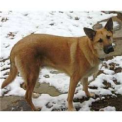how much do cost for dogs how much does a chinook cost breeds picture how much do cost for dogs how much does a chinook cost breeds picture