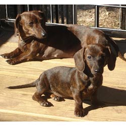 Dachshund, Mini