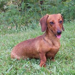 Dachshund, Smooth