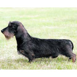 Dachshund, Wire