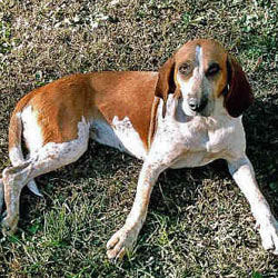 English Coonhound