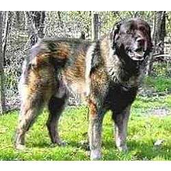 Estrela Mountain Dog