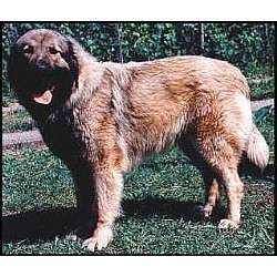 Illyrian Sheepdog