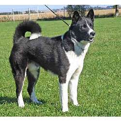 karelian puppies for sale karelian puppies for sale from reputable breeders karelian puppies for sale karelian puppies for sale from reputable breeders