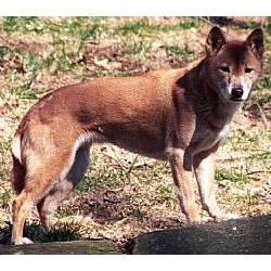New Guinea Singing Dog