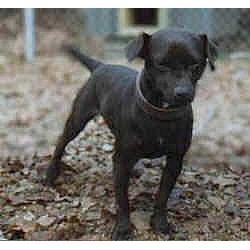 Patterdale Terrier (Fell Terrier)