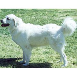 Polish Tatra Sheepdog