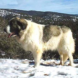 Pyrenean Mastiff