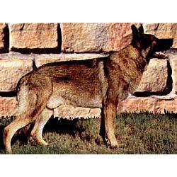 Shiloh Shepherd
