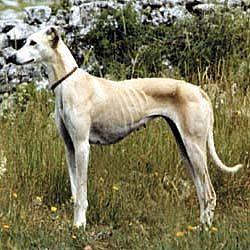 Sloughi Dog Breed