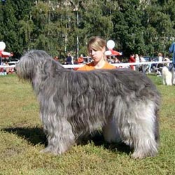 South Russian Ovcharka