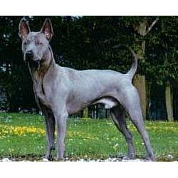 Thai Ridgeback