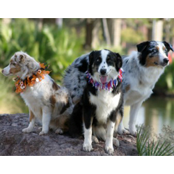 Miniature Australian Shepherd