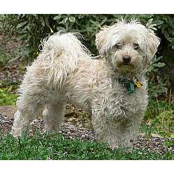 Malti Poo - Maltipoo