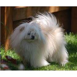 maltipom puppies for sale malti pom maltipom puppies for sale from reputable breeders maltipom puppies for sale malti pom maltipom puppies for sale from reputable breeders