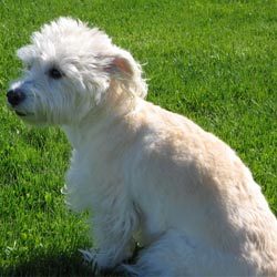 Westiepoo