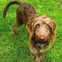 Weimardoodle