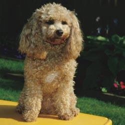 Schnoodle