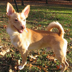 Pomchi