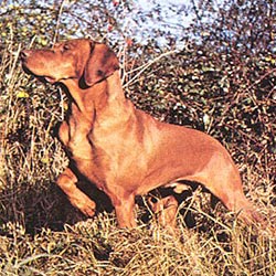 Portuguese Pointer