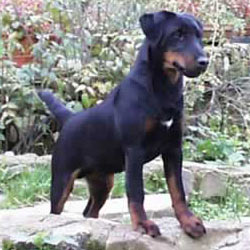 Hunt Terrier