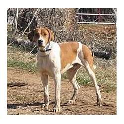 American English Coonhound