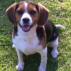 Beaglier