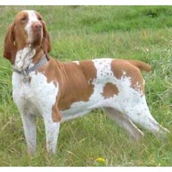 bracco italiano puppies for sale bracco italiano puppies for sale from reputable breeders bracco italiano puppies for sale bracco italiano puppies for sale from reputable breeders