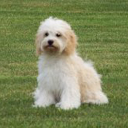 Cockabichon