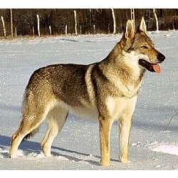 Czechoslovakian Wolfdog