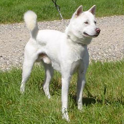 Kishu Ken