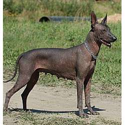 Mexican Hairless Dog