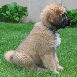 Saint Berdoodle - St. Berdoodle