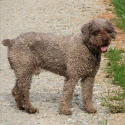 Spanish Water Dog
