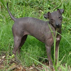 American Hairless Terrier