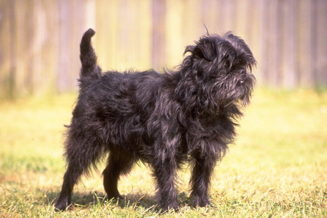 Affenpinscher Puppies for Sale from Reputable Dog Breeders Affenpinscher Puppies for Sale from Reputable Dog Breeders