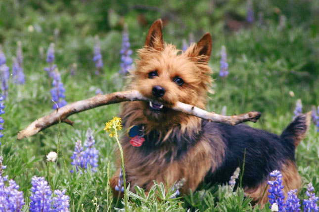 australian terrier puppies australian terrier puppies for sale from reputable breeders australian terrier puppies australian terrier puppies for sale from reputable breeders