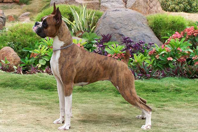 male boxer dogs