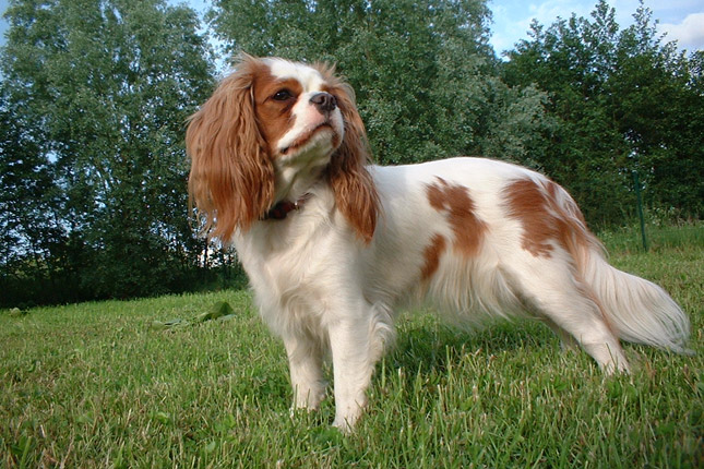 cavalier king charles spaniel dog rescue