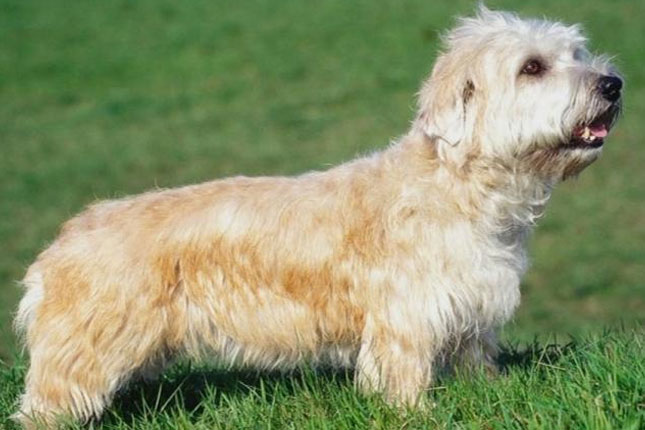 glen of imaal terrier puppies for sale glen of imaal terrier puppies for sale from reputable breeders glen of imaal terrier puppies for sale glen of imaal terrier puppies for sale from reputable breeders