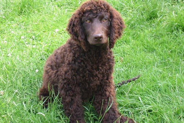 water spaniel puppies water spaniel puppies for sale from reputable water spaniel puppies water spaniel puppies for sale from reputable